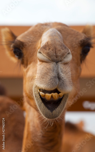 Mercado de Camellos, Al Ain, Emirato de Abu Dabhi, Emiratos Árabes Unidos, Golfo Pérsico photo