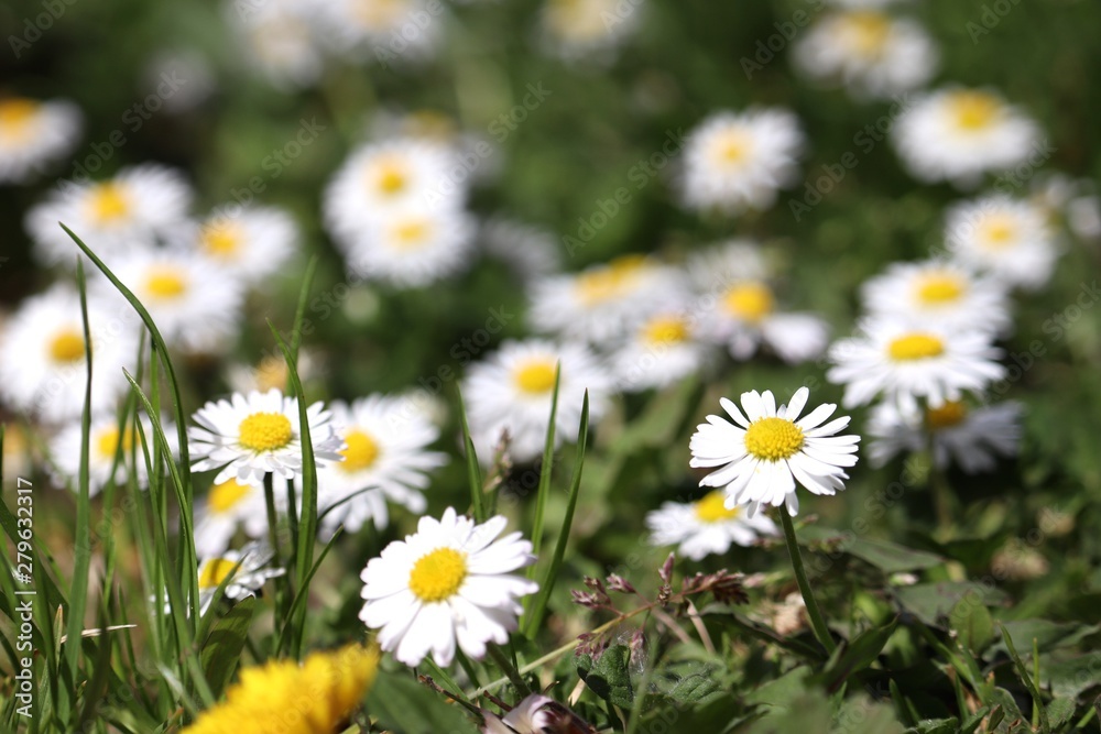 Fototapeta premium field of daisies