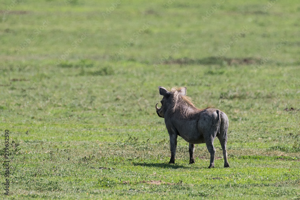 Warthog staying on grass shot from back