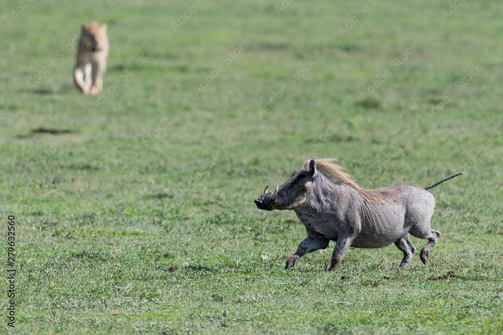 Fototapeta premium Warthog running and lion silhouette on the background