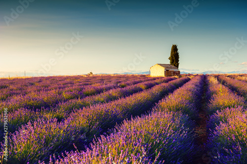 Lavender fields landscape at sunset near Valensole, Provence, France.