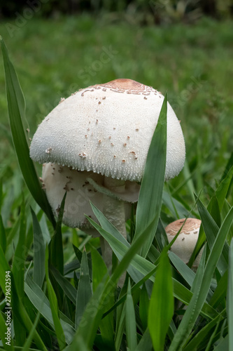 White fungi in grass near Kuranda in Tropical North Queensland, Australia photo