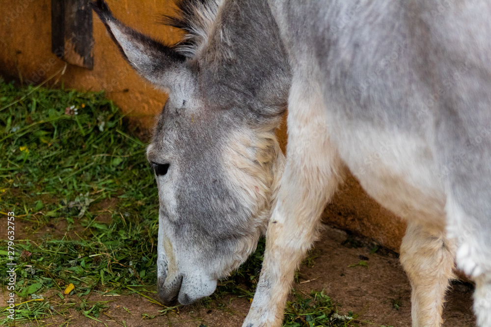 a gray donkey eating grass in its square