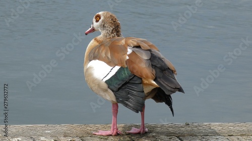 Egyptian Goose Standing on the River Bank photo