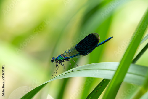 Blue dragonfly enjoys the sun lounging on a leaf near by water  © concept w