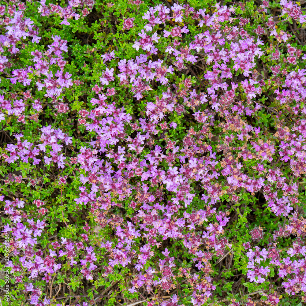Small purple flowers on a green background. Natural texture.