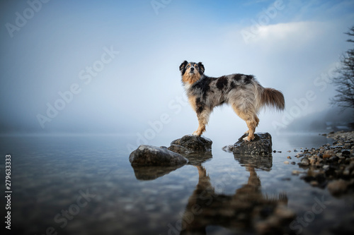 Australian shepherd is standing at a rock in a lake. Beautiful dog in amazing landscape.