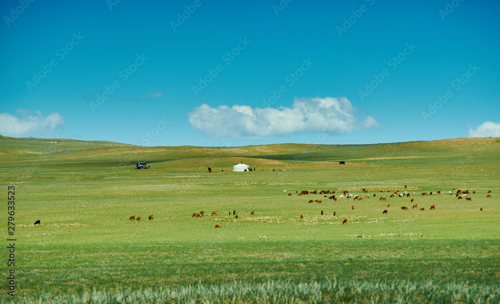 herd of sheep and goats graze in Mongolian steppe herd of sheep and goats graze in Mongolian steppe
