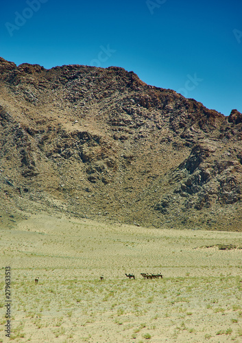 Typical Mongolian landscape with wild camels