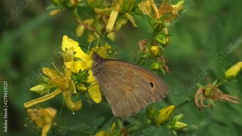 farfalla su fiori gialli