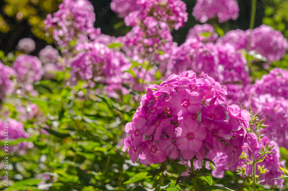 Hydrangea blossom on sunny day. Flowering hortensia plant. Blossoming flowers in summer garden. Pink hydrangea in full bloom Hydrangea blossom on sunny day. Flowering hortensia plant. Blossoming flowers in summer garden. Pink hydrangea in full bloom