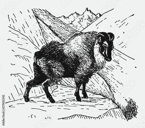 Himalayan tahr hemitragus jemlahicus standing in alpine region, after vintage engraving from early 20th century photo