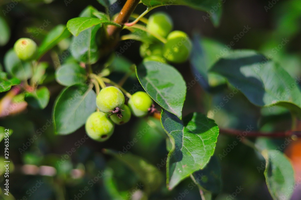 zierapfel wintergold