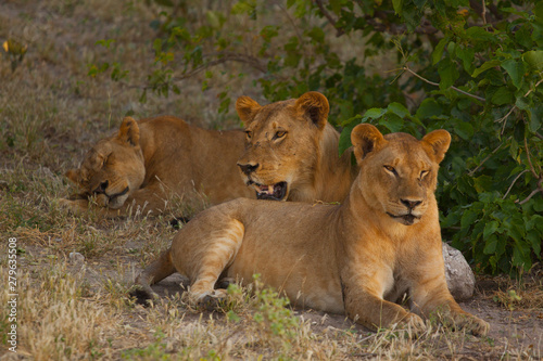 Lionesses relaxing in the shade on a hot day