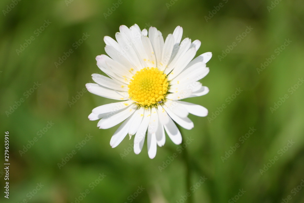 Gänseblümchen Gänseblümchen