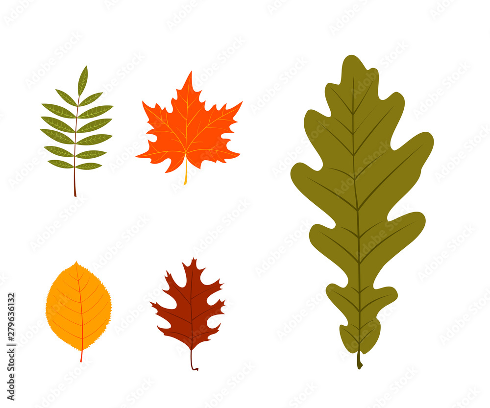Fototapeta premium Leaves. Set of autumn leaves on white background