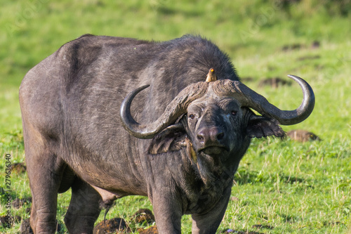 Closeup view of African buffalo with bird on the head in Ngorongoro crater