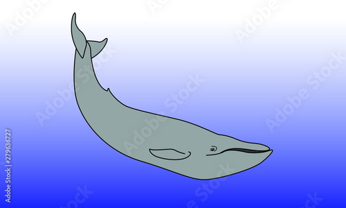 Blue Whale swimming in the ocean isolated