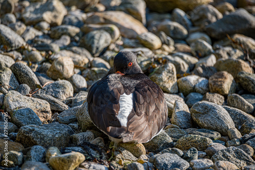 oystercatcher on a pebbley beach in Norddal Norway photo