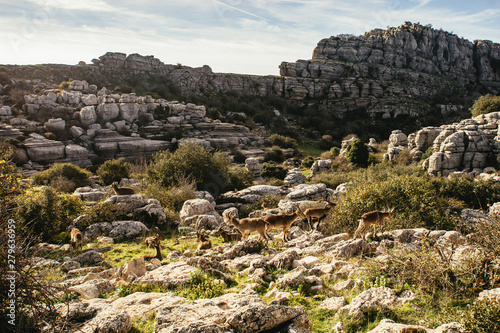 Herd of wild mountain goats photo