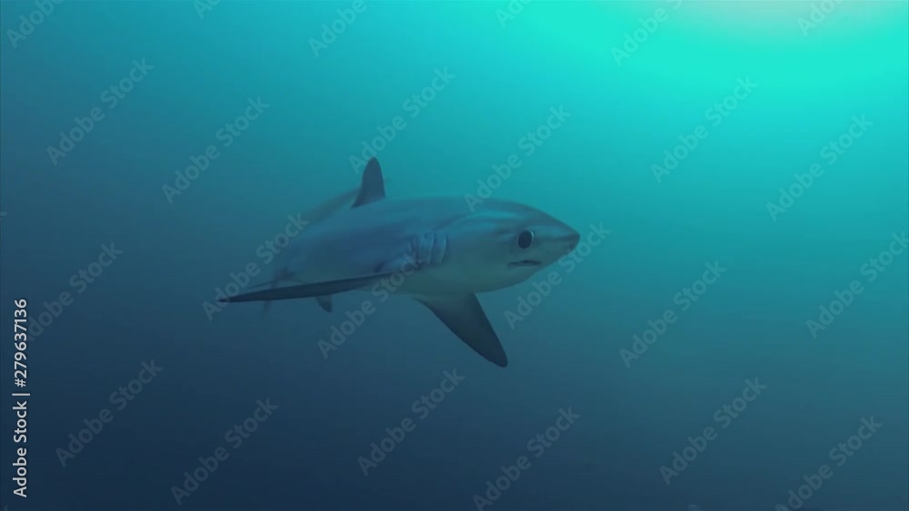 Thresher Shark Approaching Very Close Up On Philippines Coral Reeef At Malapascua Monad Shoal In The Visayan Sea Thresher Shark Approaching Very Close Up On Philippines Coral Reeef At Malapascua Monad Shoal In The Visayan Sea