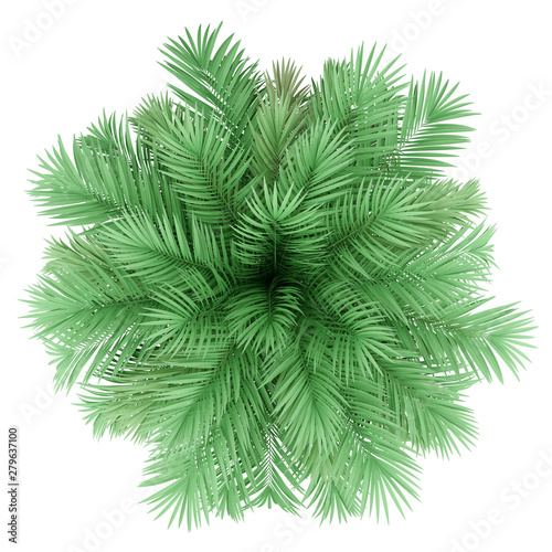 butia palm tree isolated on white background. top view