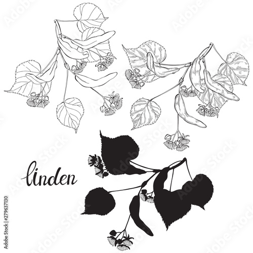 Linden branch. Hand drawn vector set, isolated floral elements for design on white background. Silhouette and outline.