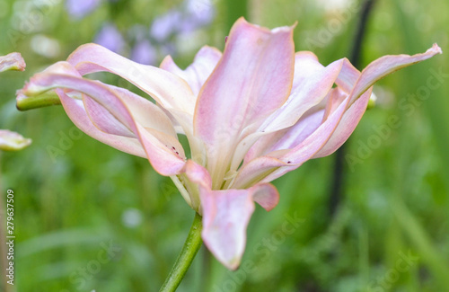 pale pink multilayered Garden Lily in the light of the sun