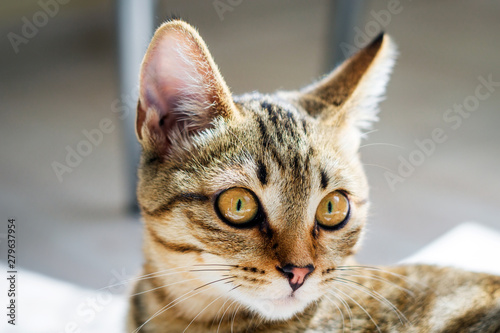 Fototapeta Naklejka Na Ścianę i Meble -  head of a kitten closeup macro