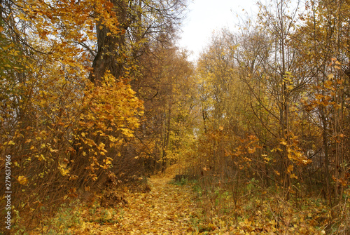 Autumn yellow forest and gray autumn sky