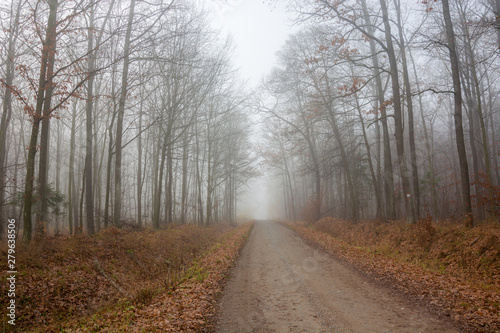 Gravel road through an autumn foggy forest