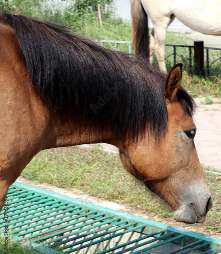 portrait of a horse