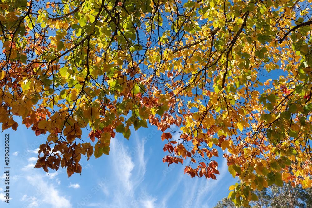 Green and yellow leaves with blue sky on the background.
