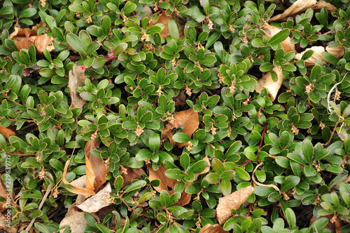 leaves of a bearberry in early spring photo