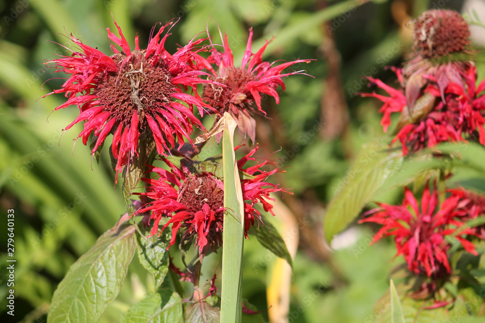 Red flowers of Monarda didyma or Scarlet beebalm in garden Red flowers of Monarda didyma or Scarlet beebalm in garden
