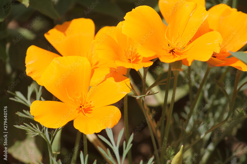 California Poppy (Eschscholzia californica) orange flowers close-up in garden California Poppy (Eschscholzia californica) orange flowers close-up in garden