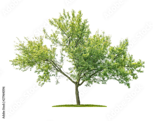 Isolated tree on a white background - Prunus domestica - Plum tree