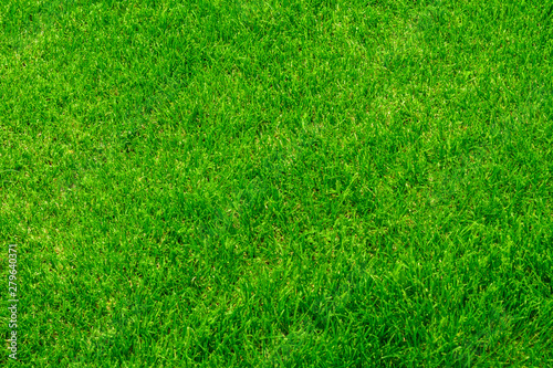 texture background of green lawn grass