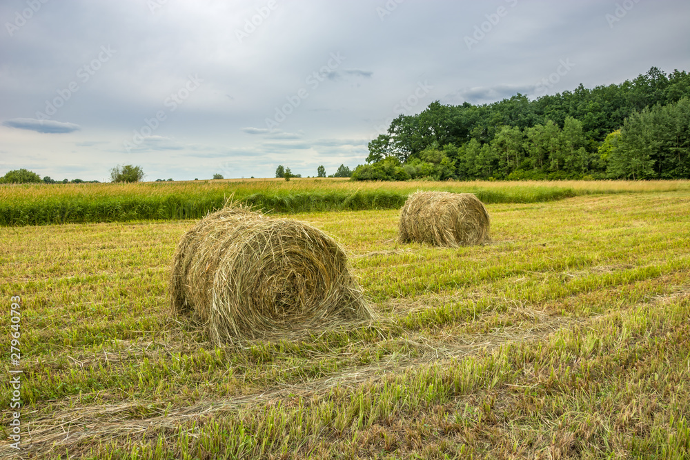 Wheels of hay on the field