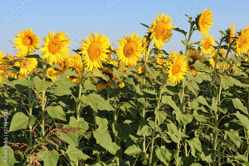 yellow sunflowers with yellow center and light blue sky