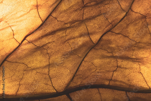 Obraz na plátně dry tobacco leaf close-up macro