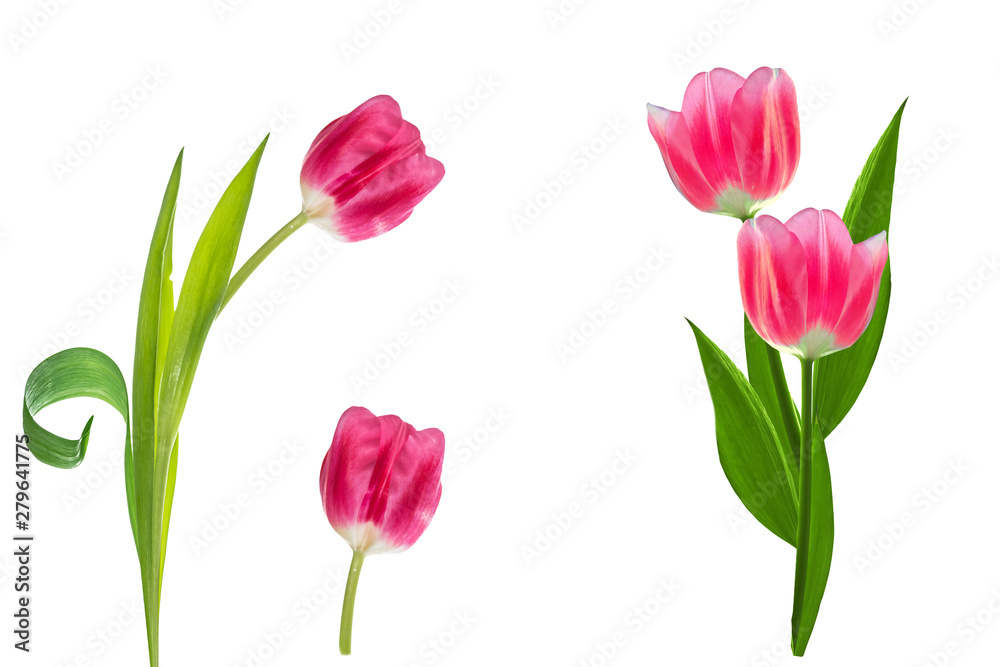 Obraz premium spring flowers tulips
