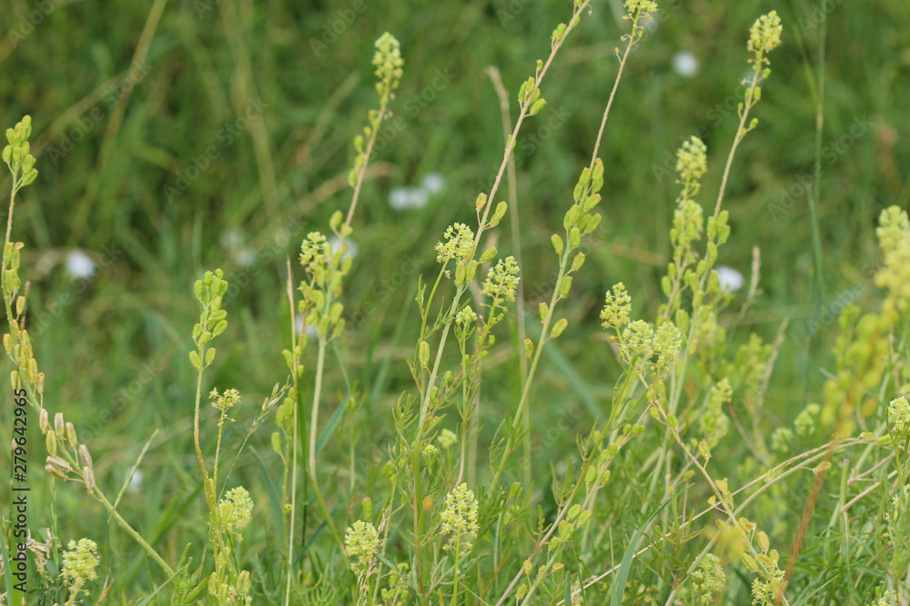 Reseda lutea, the yellow mignonette or wild mignonette flower