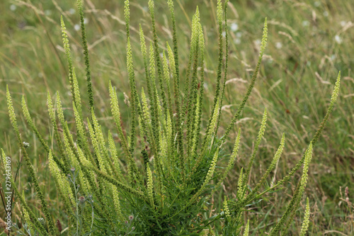 Reseda luteola, known as dyer's rocket, dyer's weed, weld, woold, and yellow weed
