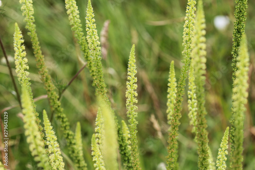 Reseda luteola, known as dyer's rocket, dyer's weed, weld, woold, and yellow weed
