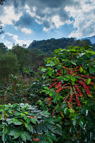 Landscape of coffee plantation in a tropical forest.