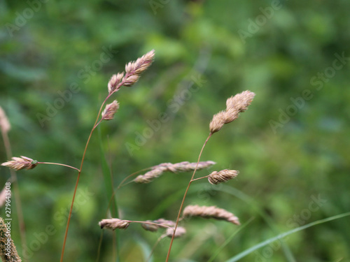 Dactylis glomerata, also known as cock's-foot, orchard grass, or cat grass