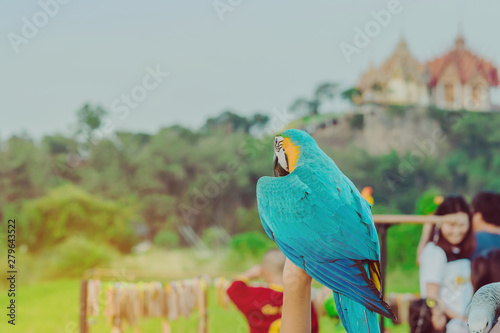 Blue and yellow macaw parrot wait to fly on the hand with Wat Tham Sua in the background photo