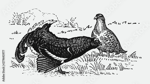 Tablou Canvas Mating black grouse (tetrao tetrix) cock displaying in front of a hen