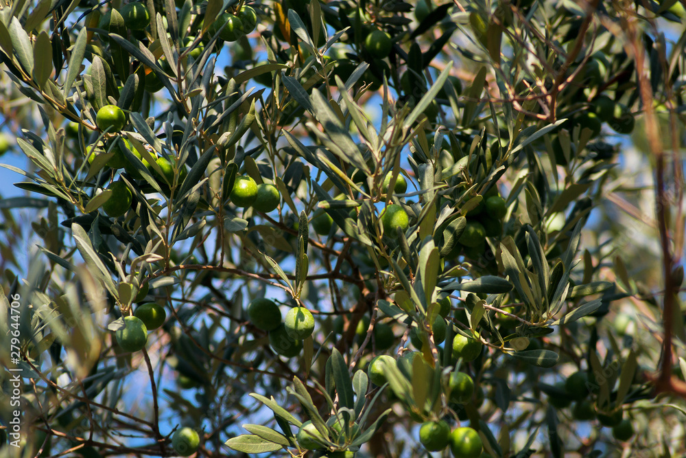 Closeup of olive tree. Green olives grow on the branches. Closeup of olive tree. Green olives grow on the branches.